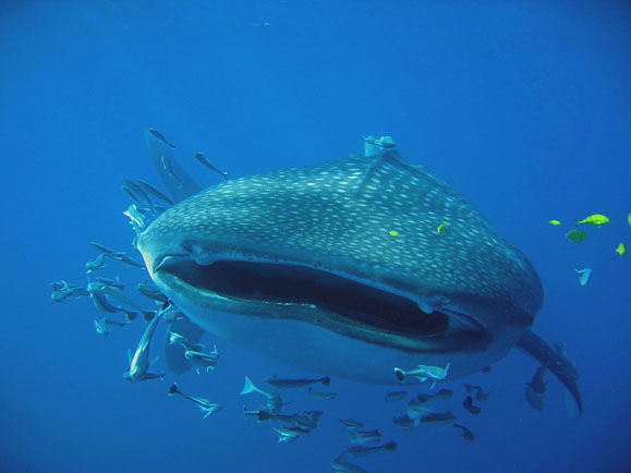 [鯨鯊只吃浮游生物]